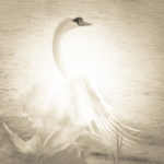 A glorious swan bathed in light