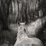 horse in the woods