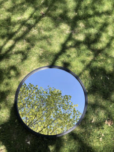 trees in mirror