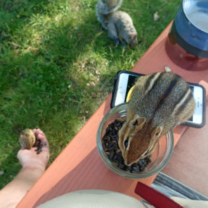 squirrel on chair