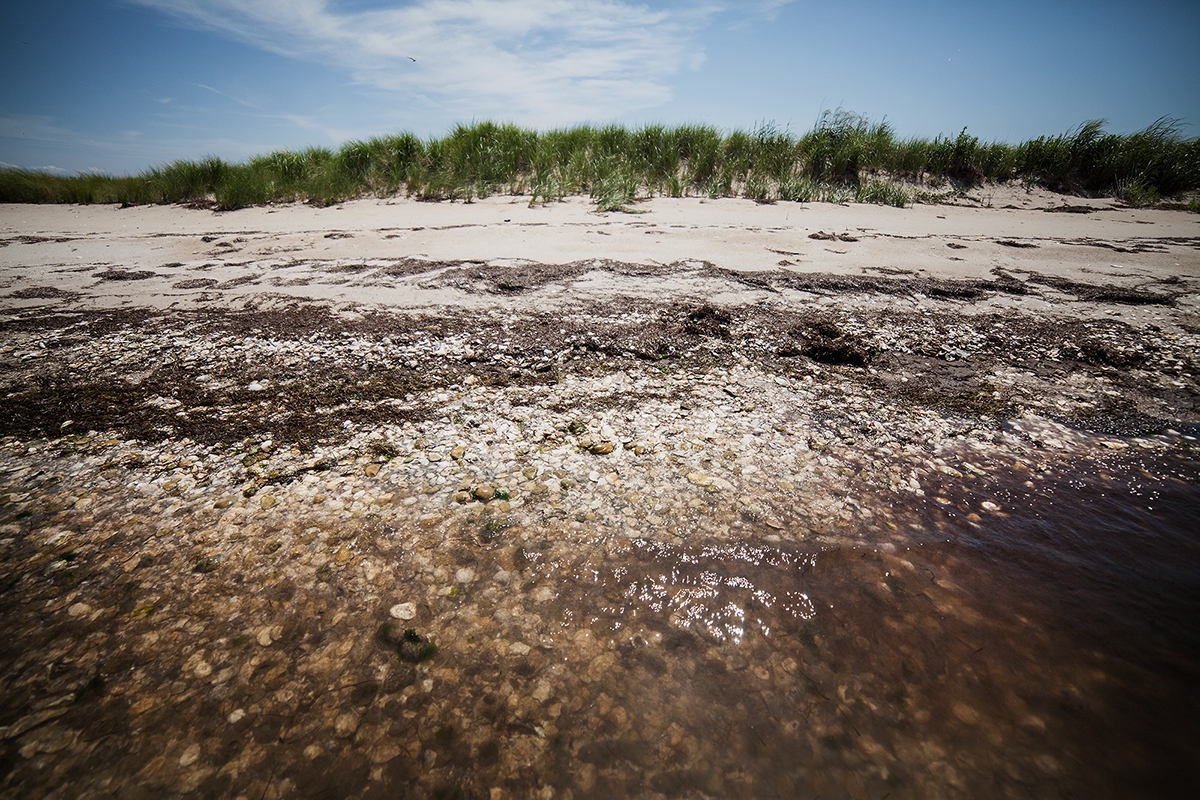 land filled with oyster shells