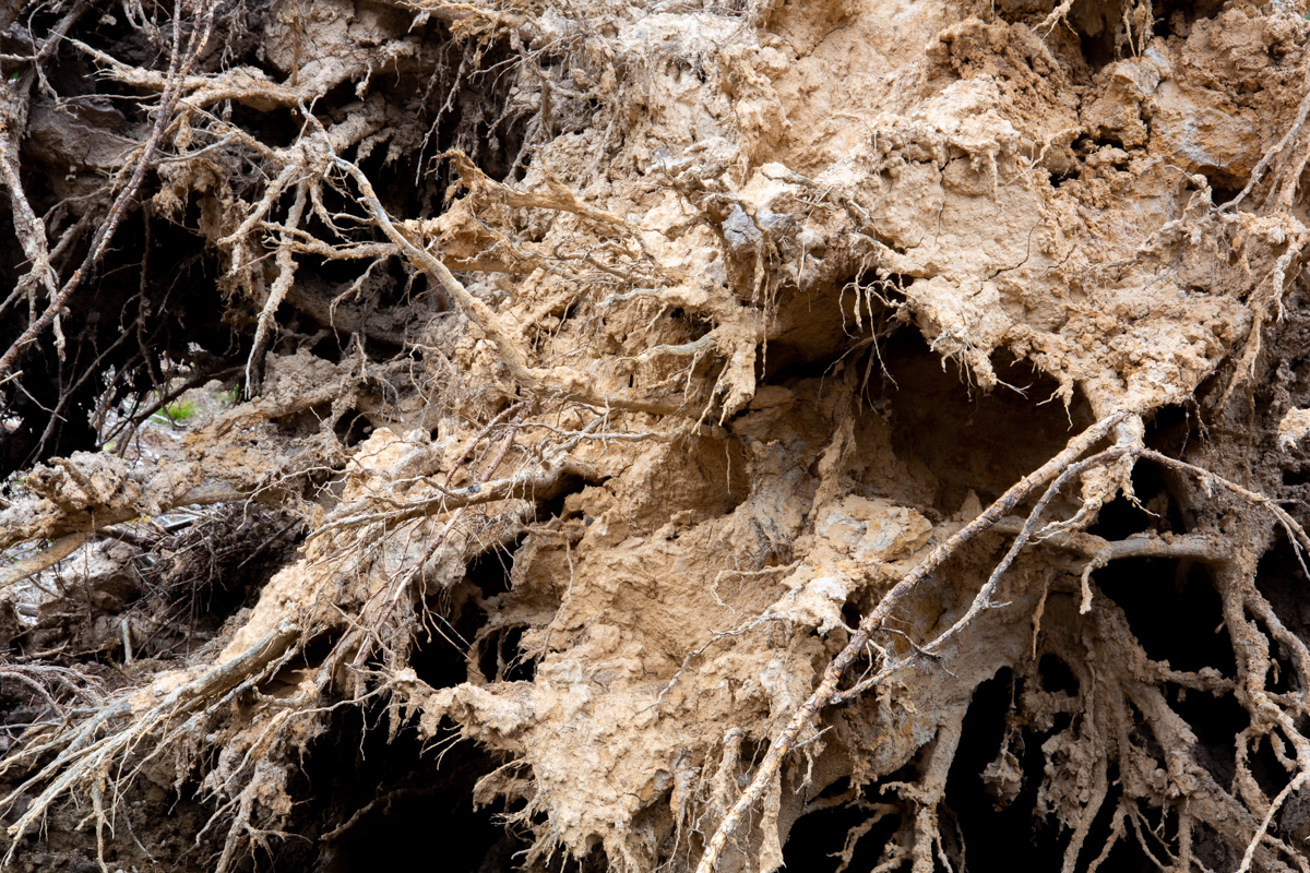 close up of dirt and roots