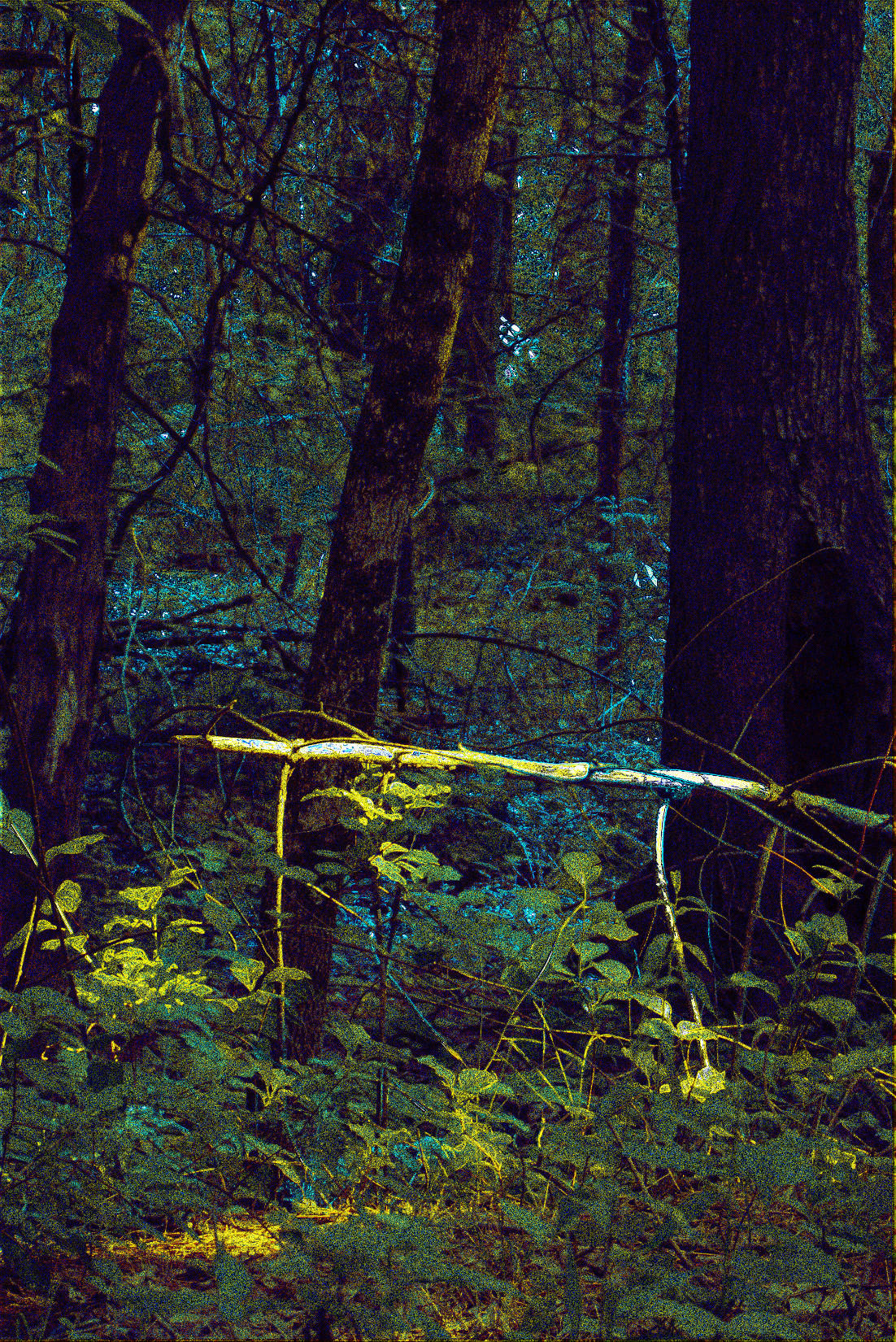 tree with fallen branch