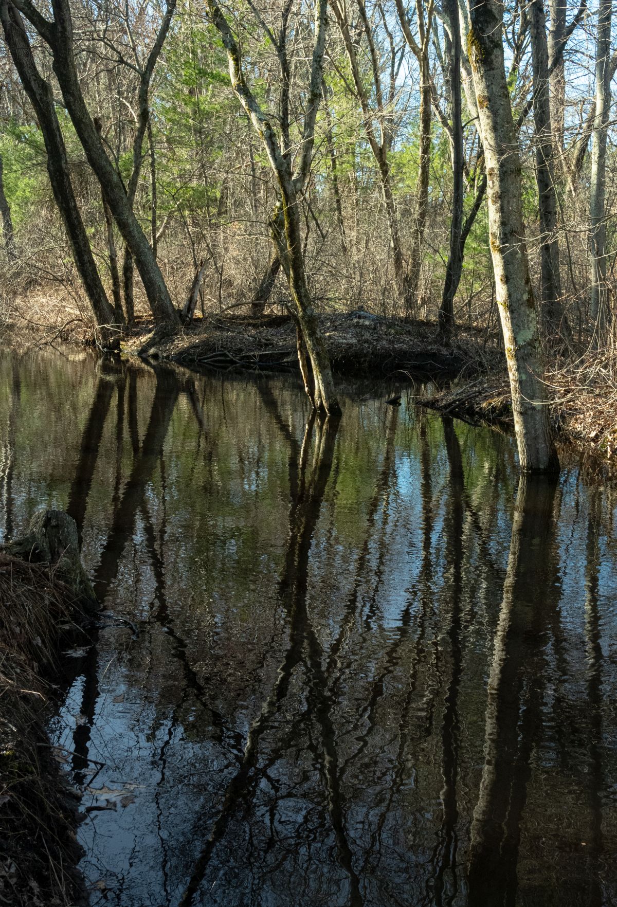 trees in water