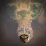 turtle emerging from water