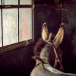 donkey ears