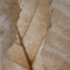 sf - beech leaf