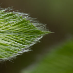 sf - beech leaf