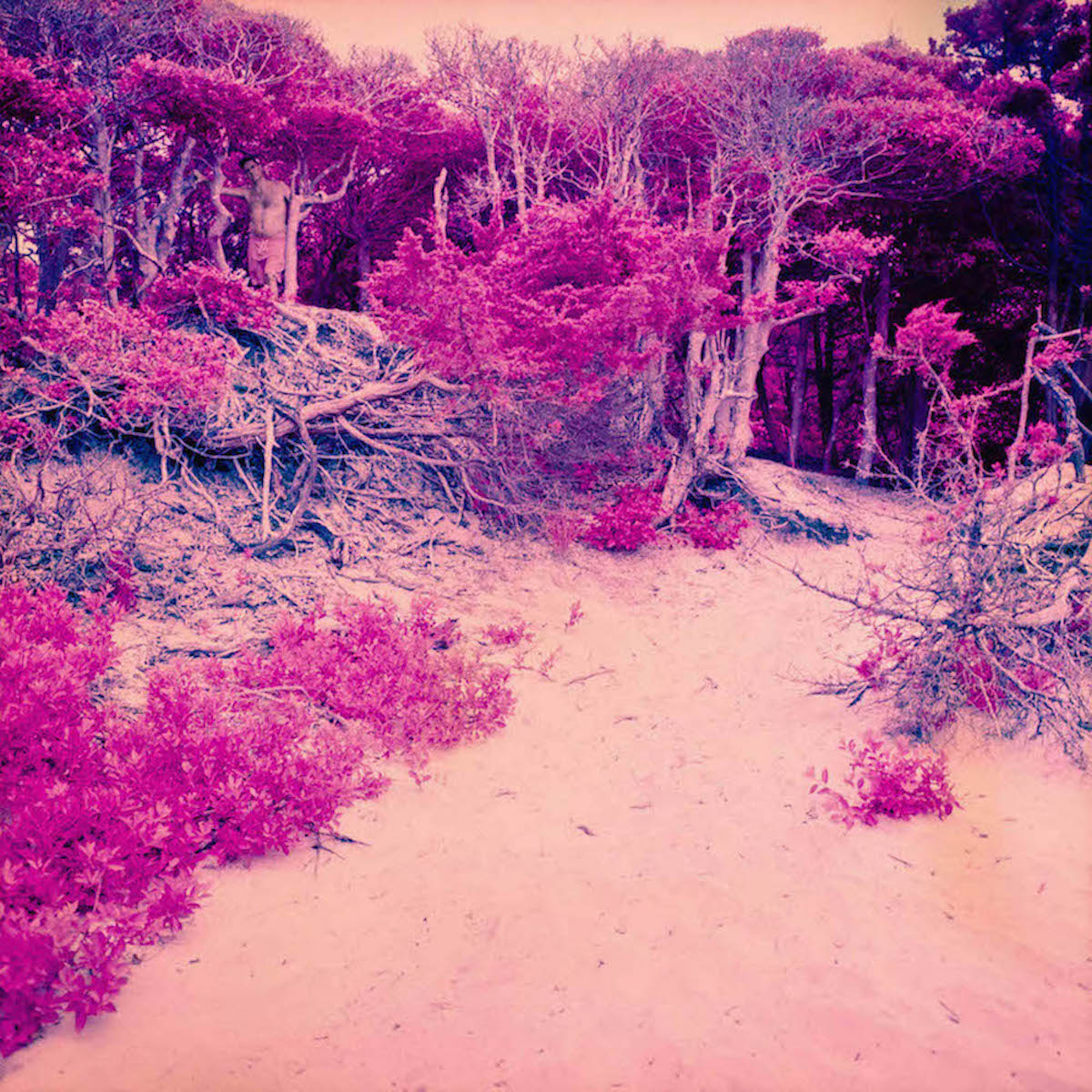 sand and pink trees