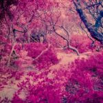 flood of pink with tree limb