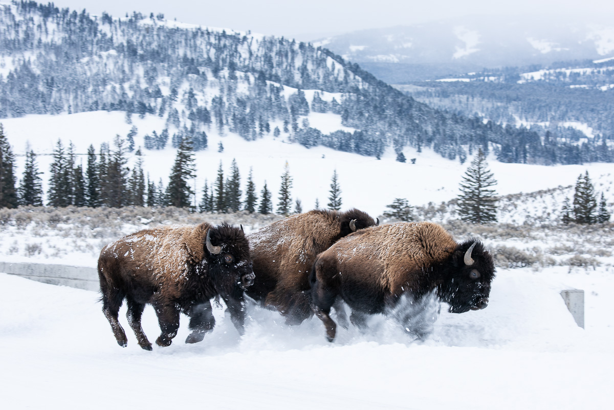 buffalo run