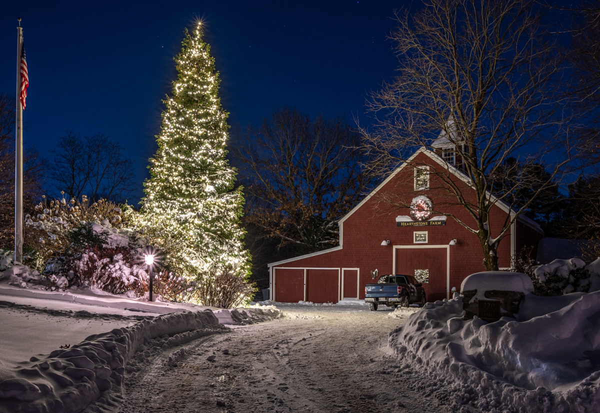 Christmas tree and driveway