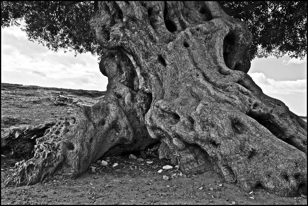 ancient tree