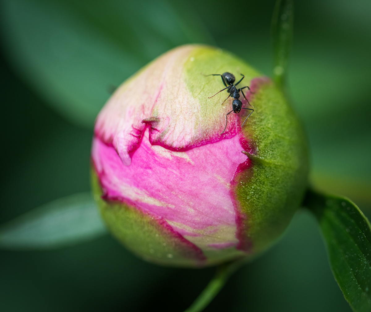ants on the flower