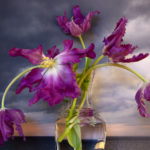 Parrot Tulips in front of landscape of Northumberland Straight