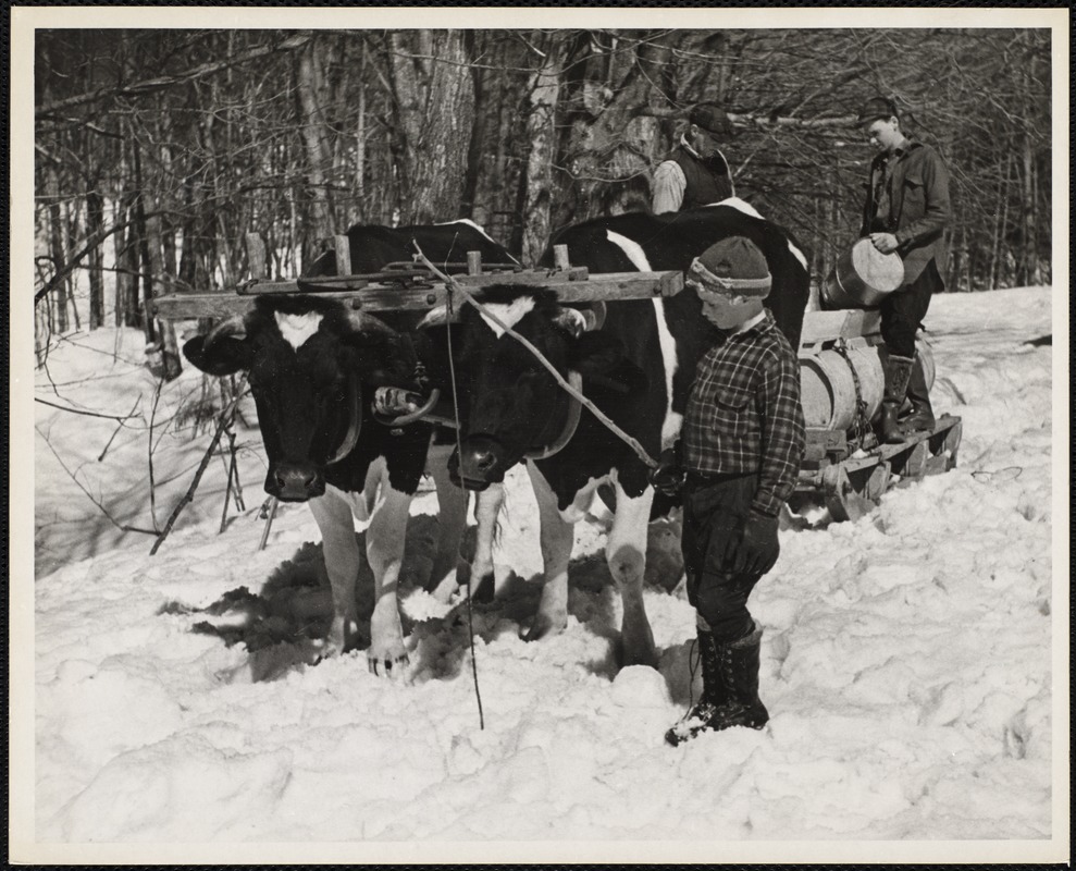 AG Archive - cow pulling syrup