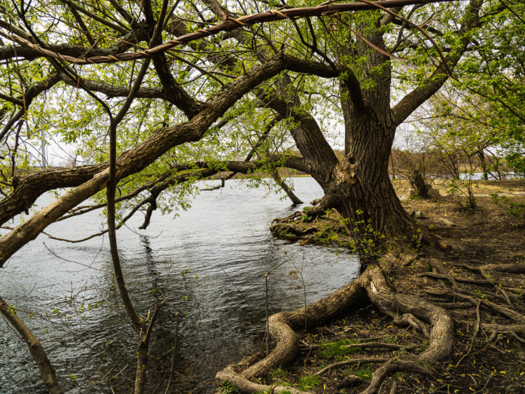 MG - tree by the river