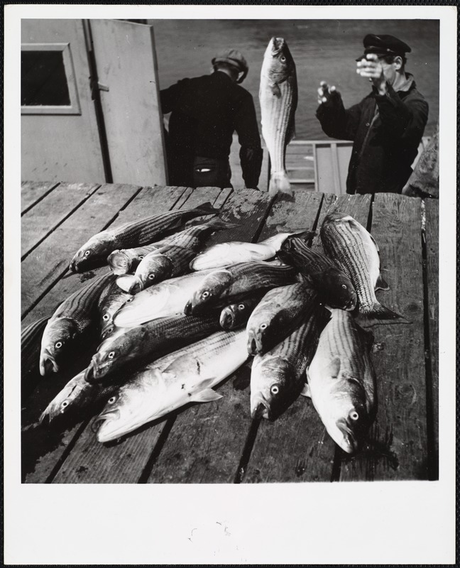 AG Archive- striped bass