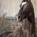 portrait of horse