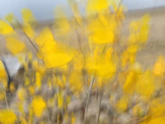 yellow flowers