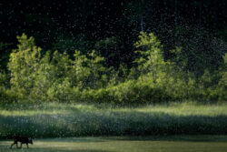wolf in field