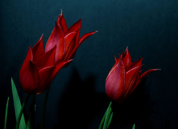 tulips bright red