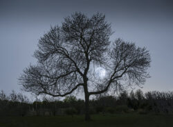tree and moon