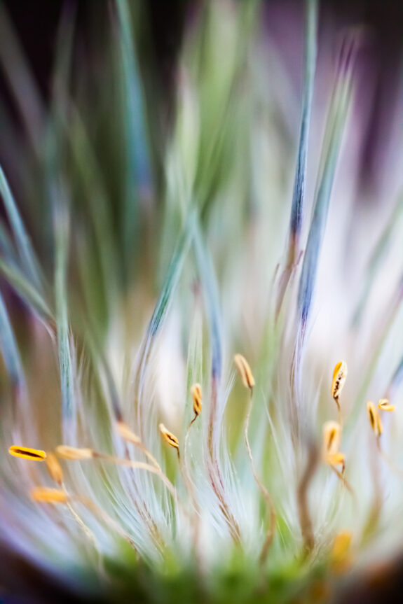 reeds and stamens flower