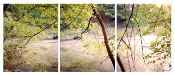triptych trees river