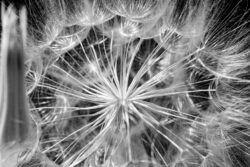 dandelion