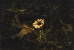 morning glory flower