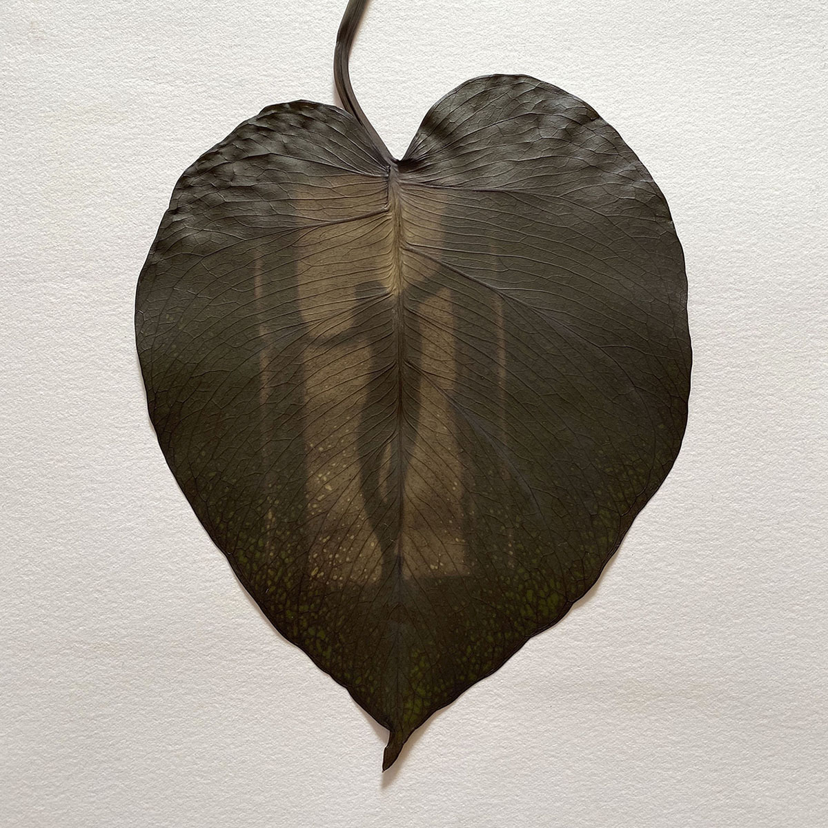 heart leaf with a person standing