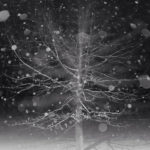 snowing in the night time scene with tree