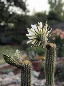 cactus with a white flower 