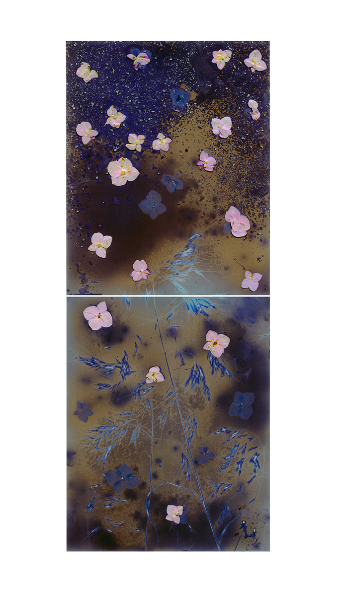 flowers floating in a grey field