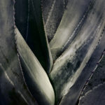 agave detail