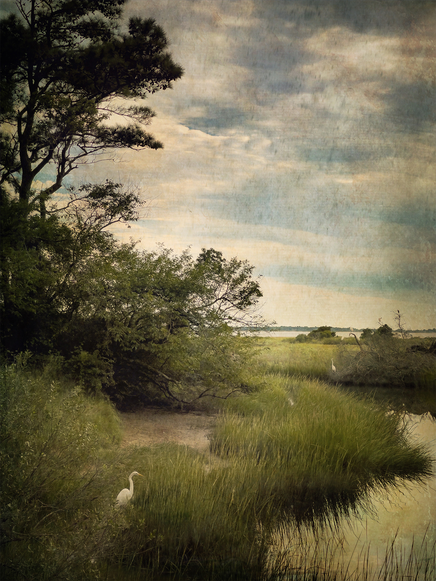heron in marsh