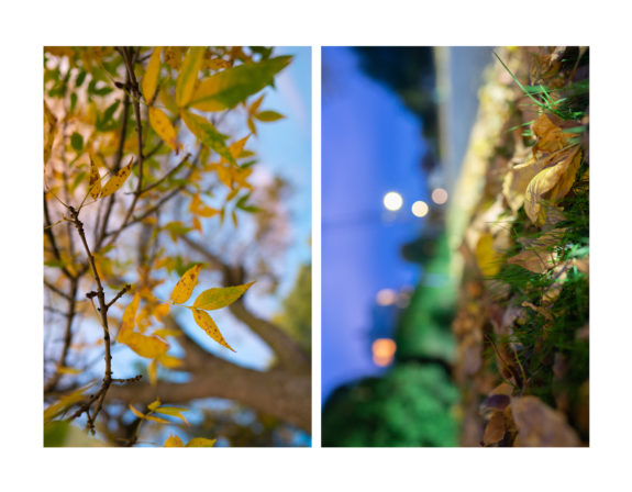 diptych - leaves and sky