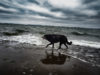 dog on beach