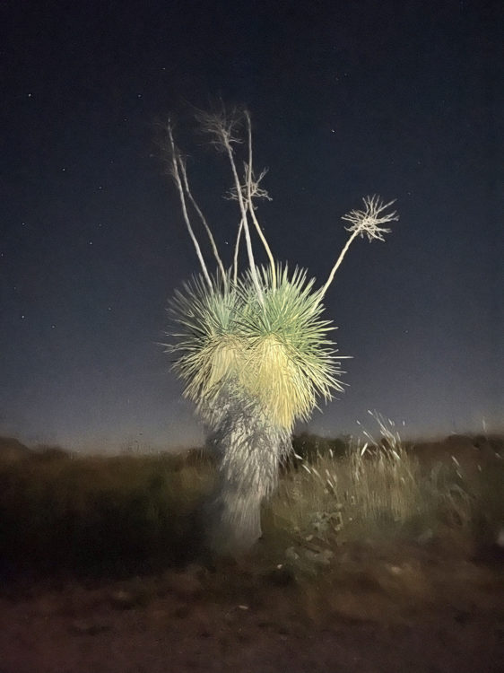 cactus at night