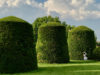 bushes manicured