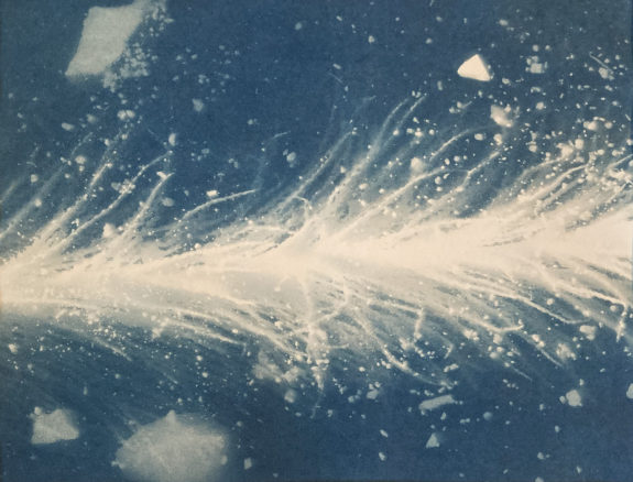 cyanotype feather