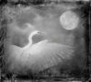 swan and moon