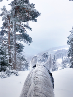 snow horse