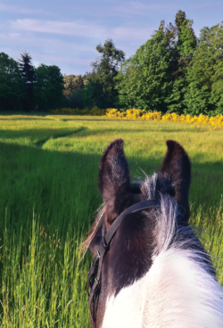 horse in field with yellow flowers