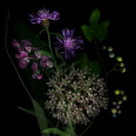 milkweed flowers