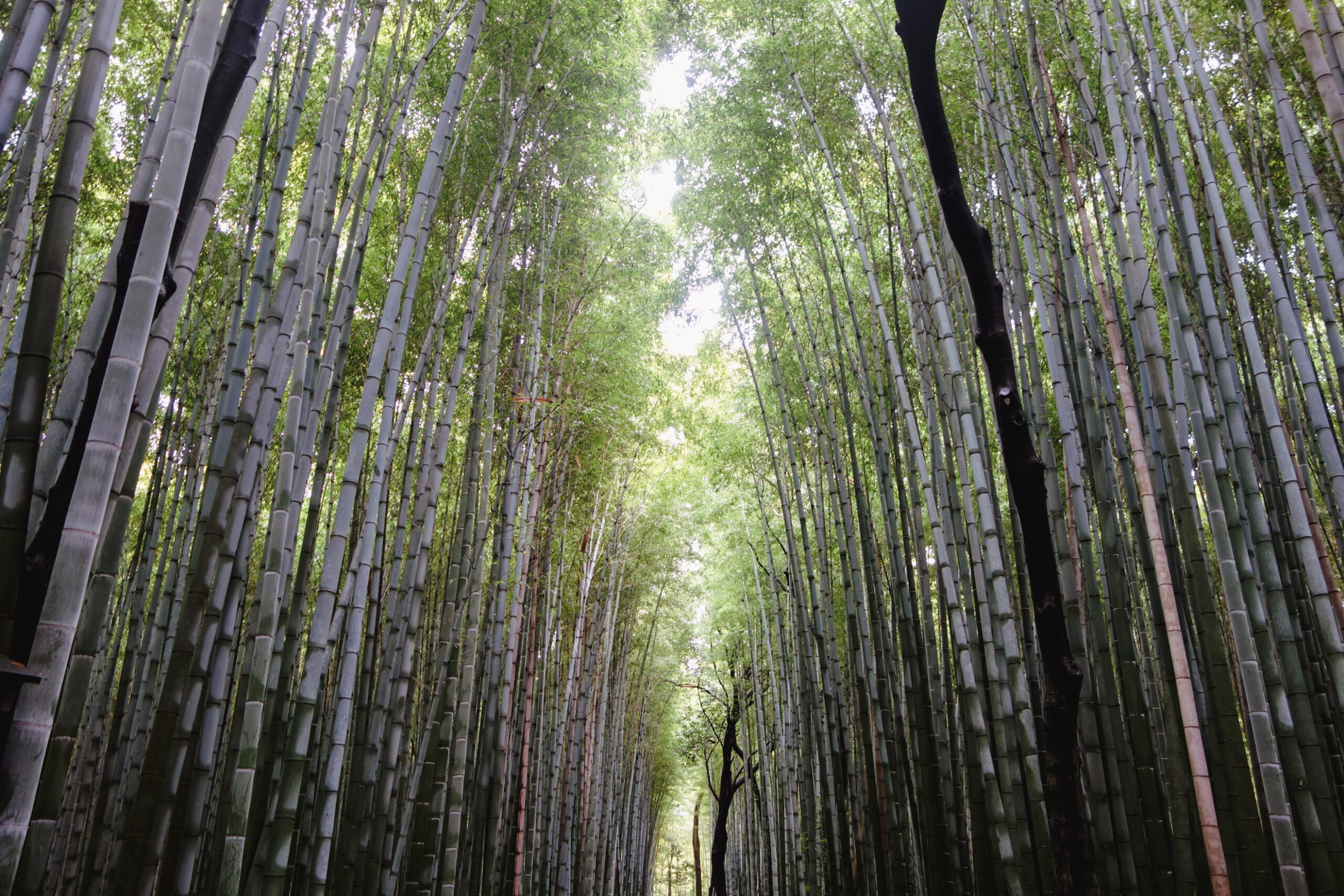 bamboo forest