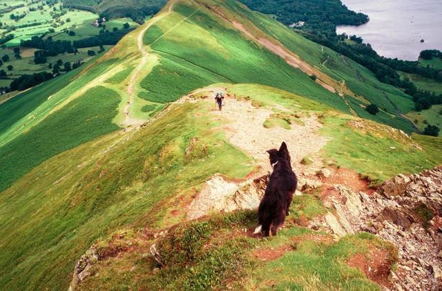 dog on ridge