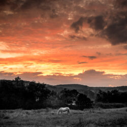colorful sky and dark horse