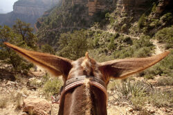 mule ears